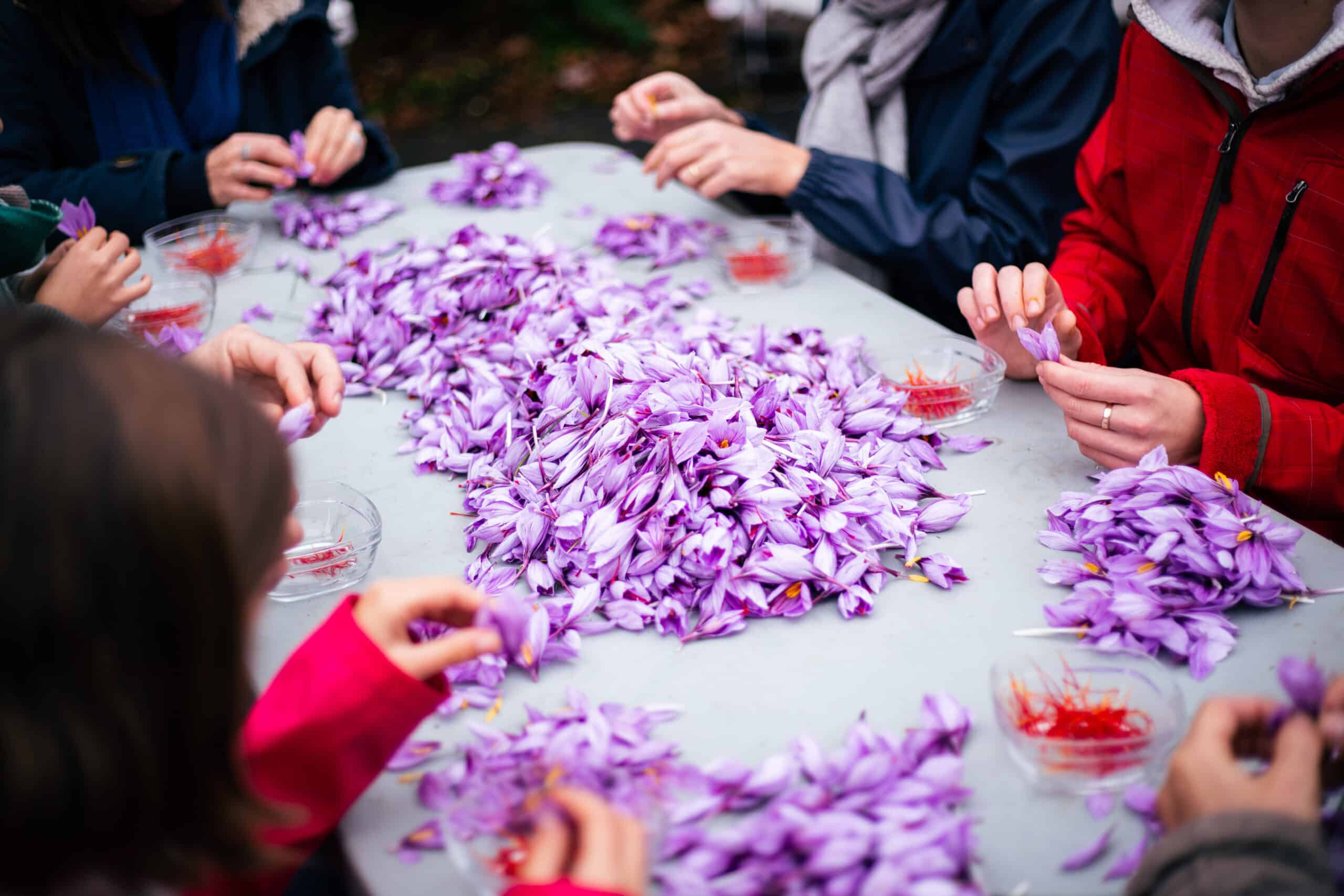Atelier-Safran-BienElevées-fleur-Abeille - Crédits DVH