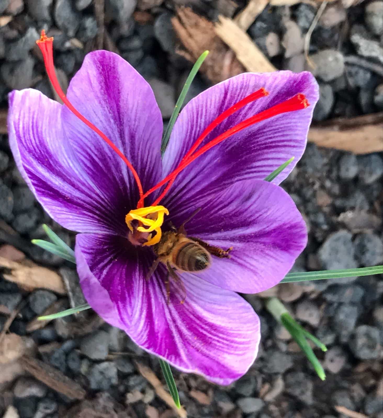 Atelier-Safran-BienElevées-fleur-Abeille - Crédits DVH