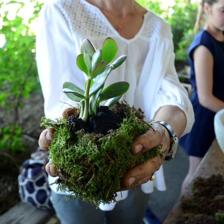 Atelier Kokedama (teambuilding à distance)