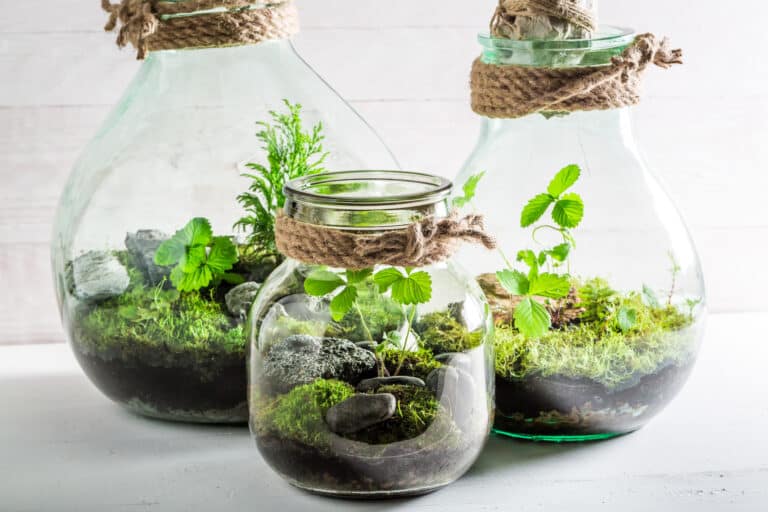 Atelier Terrarium (teambuilding à distance)